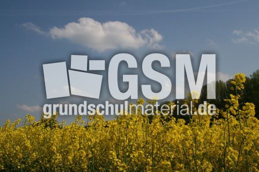Rapsfeld_3047.jpg